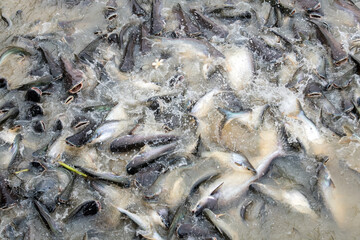 A Many different fish competing for food in river. Fish jump in water for food in Chao Phraya River Bangkok, Thailand. Catfish and carp bread feeding in bangkok Chao Praya river.