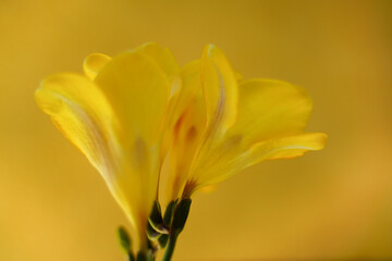 Beautiful composition of Yellow Freesia  Bulb flower, macro close-up, defocused style. Spring concept. Yellow spring.