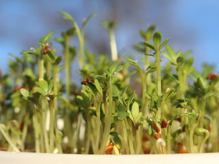 Lepidium sativum, home-prepared plant sprouts, Wegan diet microgreens