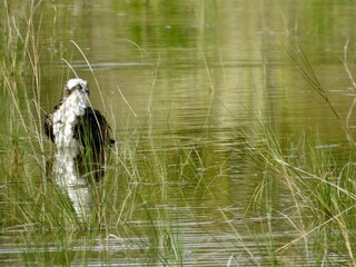 Sanibel birds and coastline
