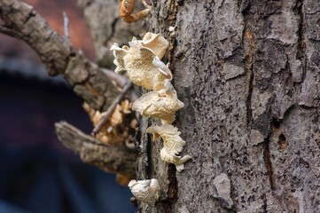 White mushroom on grey dry tree bark