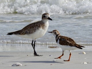 Sanibel birds and coastline