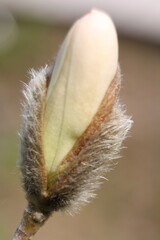 Macro close-up of a magnolia stellata flower bud about to open in early spring © Anna