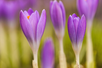 Fototapeta premium purple crocus flowers