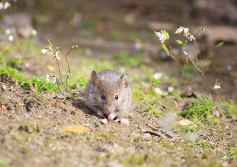 Naklejka na ściany i meble Close-up of a cute brown-grey mouse pausing while looking for food