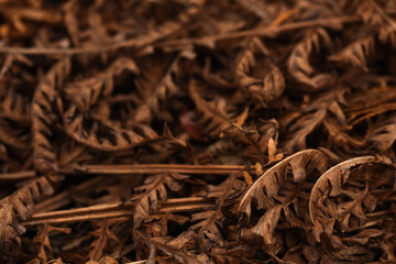 close up of cloves withered leaves