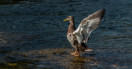 duck in the river