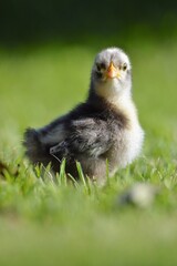 Pekin chick in the grass
