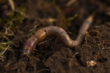 snail on the tree witch in ground