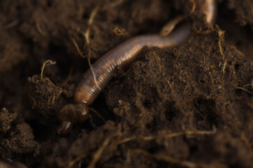 snail on the ground witch in ground