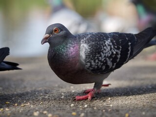 Pigeon