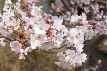 Naklejka premium 桜の花
