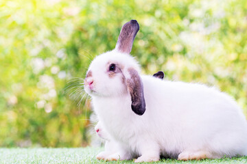 Easter bunny concept. Adorable fluffy little white and brown rabbits looking at something while...