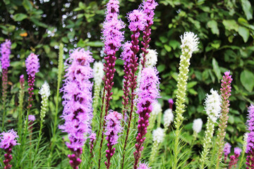 Obraz premium Rae Fort Smith District flowers pink liatris