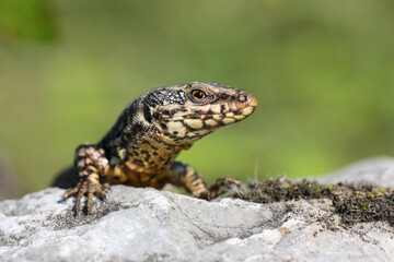 Podarcis muralis is a species of lizard with a large distribution in Europe