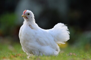 white pekin chicken in the grass