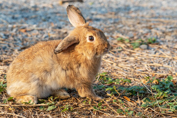 Fluffy brown bunny rabbit sitting on the dry grass over environment natural light background. Furry cute wild-animal single at outdoor. Easter animal concept.