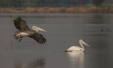 Pelican while flying into the pond.
