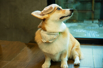 Adorable welsh corgi pembroke sitting on the floor with fabric on its head while looking at owner or trainer in the room at home.