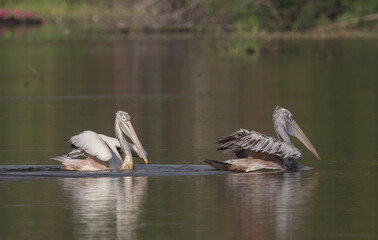 Pelican is floating for fish in the pond.