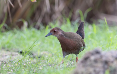 Ruddy-breasted Crake walking for food beside the field.