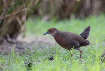 Ruddy-breasted Crake walking for food beside the field.