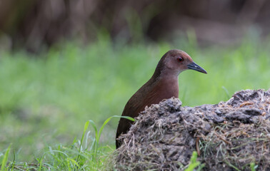 Ruddy-breasted Crake walking for food beside the field.