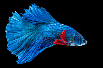 Fototapeta premium Halfmoon Betta fighting fish in Thailand on isolated black background. The moving moment beautiful of blue, red and white Siamese betta fish with copy space.