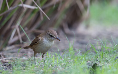 Oriental Reed Warbler standing looking for food on the grass.
