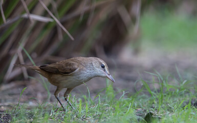 Oriental Reed Warbler standing looking for food on the grass.
