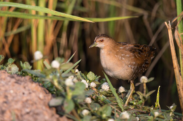 Baillon's Crake standing behind the rice plant.
