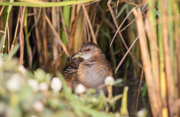 Baillon's Crake standing behind the rice plant.
