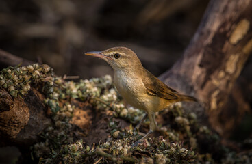 Oriental Reed Warbler It is a migratory bird that can be found in some areas of Thailand.