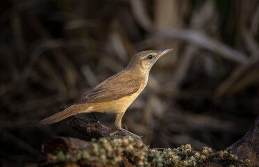 Oriental Reed Warbler It is a migratory bird that can be found in some areas of Thailand.