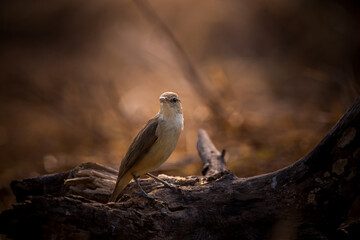 Oriental Reed Warbler It is shooting in a backlit manner.