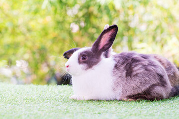 Easter animal concept. Two adorable fluffy rabbits bunny sitting togetherness on the green grass over bokeh background.