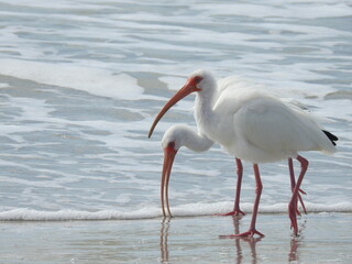 Sanibel beach and wildlife