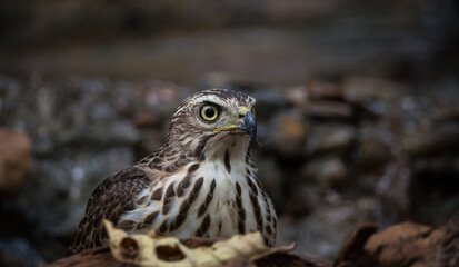 Crested Goshawk coming down to drink water in a pond in the forest.