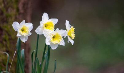 Flowers of white wild daffodil Narcissus pseudonarcissus, Amaryllidoideae, Amaryllidaceae.  Flowers in the forest. Spring flowering.