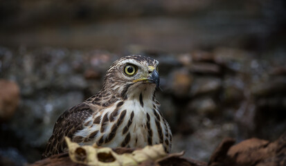 Crested Goshawk coming down to drink water in a pond in the forest.