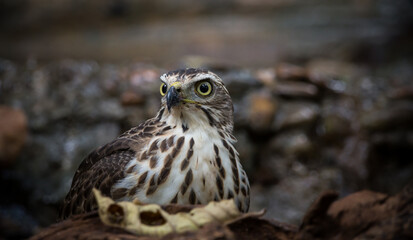 Crested Goshawk coming down to drink water in a pond in the forest.