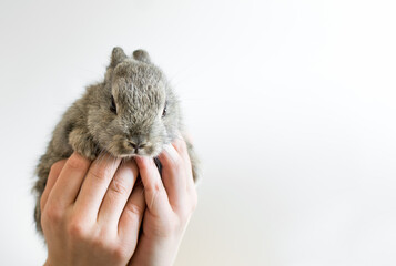 Little bunny in human hands. Very cute young rabbit in kids hands as a easter concept. Isolated on...