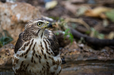Crested Goshawk coming down to drink water in a pond in the forest.