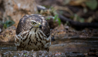 Crested Goshawk coming down to drink water in a pond in the forest.