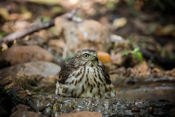 Crested Goshawk coming down to drink water in a pond in the forest.