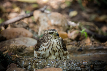 Crested Goshawk coming down to drink water in a pond in the forest.