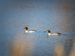 Merganser on a lake