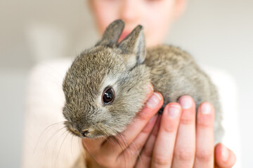 Naklejka premium Little rabbit in human hands. Very cute young bunny in child hands as a easter concept. Close-up view.
