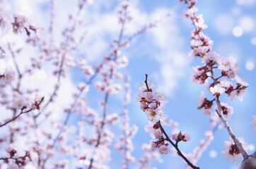 Spring, blurred flowering tree branches against the sky.