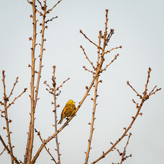 Yellowhammer on a twig